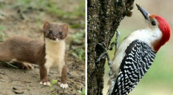 ¡Para no creer!  Comadreja vuela en el lomo de un pájaro carpintero – FOTOS