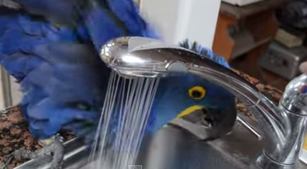 ¡Increíble! Mira a esta guacamaya azul tomar un baño como toda una dama- VIDEO