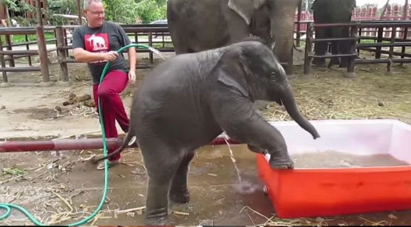 ¡Encantador! Elefante bebé bañándose te sacará una sonrisa - VIDEO
