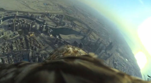 ¡Asombroso! Águila te muestra la ciudad de Dubái a 800 metros de altura - VIDEO