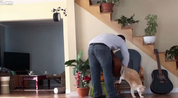 ¡Los gatos mandan! Gato se venga de su dueño por botarlo de una silla - VIDEO