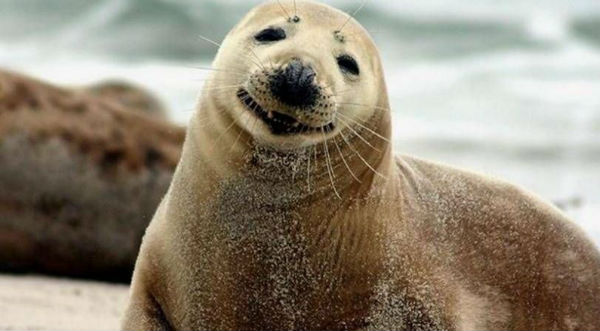 ¡Muy tierno! El beso de estas focas te derretirá - FOTO