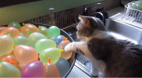 Tierno gato jugando con globos de agua es un viral en Internet - VIDEO