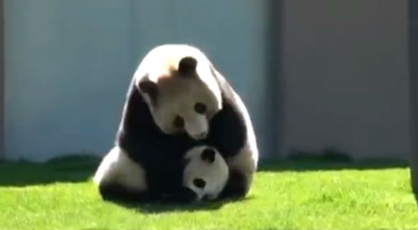 ¡Tanta ternura! Mamá panda juega a la 'lucha libre' con su hijo - VIDEO