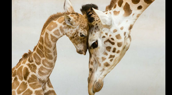 Checa los momentos más tiernos de padres e hijos en el reino animal- FOTOS