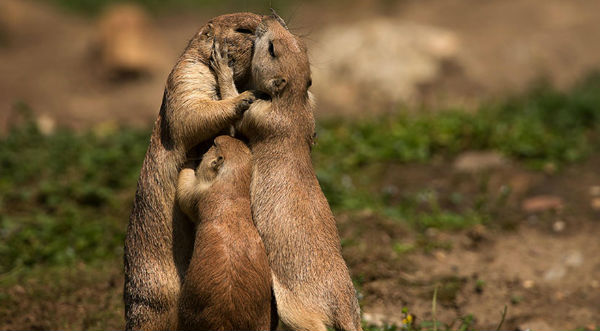Checa los momentos más tiernos de padres e hijos en el reino animal- FOTOS