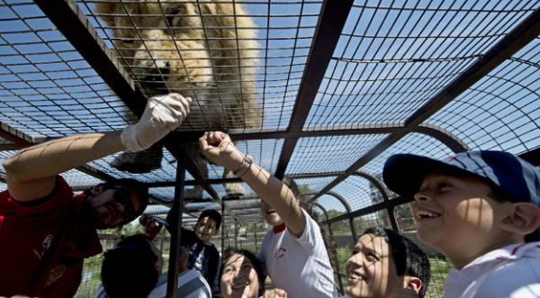 Un zoológico al revés: Animales libres, humanos encerrados - FOTOS