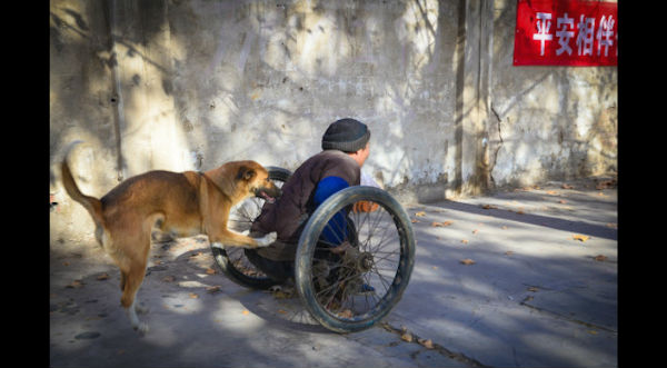 ¡Fiel amigo! Mira a este perro que empuja la silla de ruedas de su dueño - FOTOS