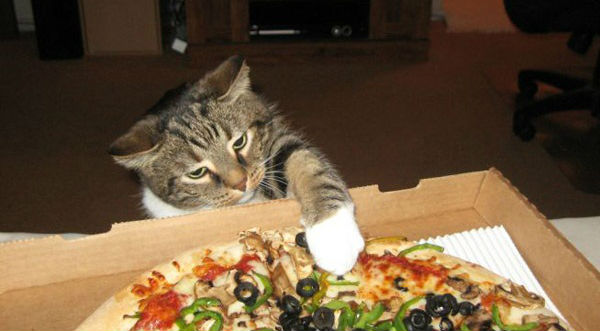 ¡Tiernos ladrones de comida! Mira a estos gatos quitarle la pizza a su dueños - VIDEO