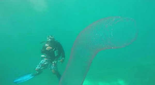 ¡Increíble! Buzos logran grabar al extraño ‘unicornio de mar’ - VIDEO
