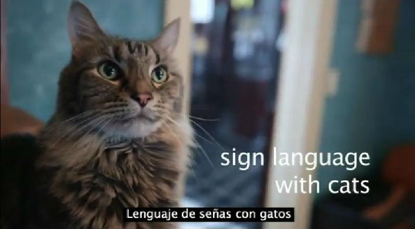 ¡Increíble! Gato sordo aprendió lenguaje de señas gracias a su dueña - VIDEO