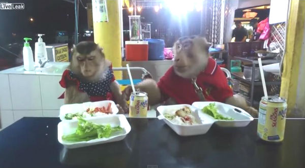 ¡Muy educados! Mira a estos monos comer mejor que muchas personas - VIDEO