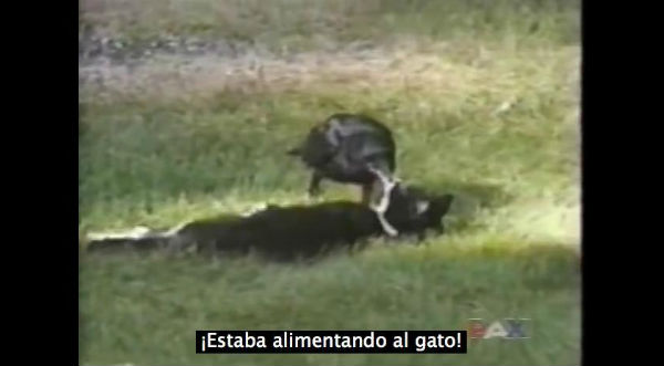 ¡Increíble! Cuervo adopta a un gato y hasta le da de comer - VIDEO