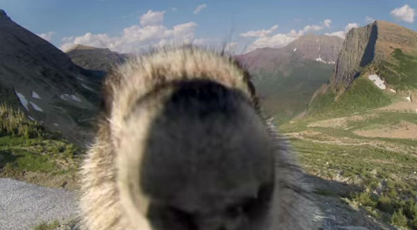 ¡Hora de marmotear! Adorable marmota lame cámara hasta tirarla al suelo - VIDEO
