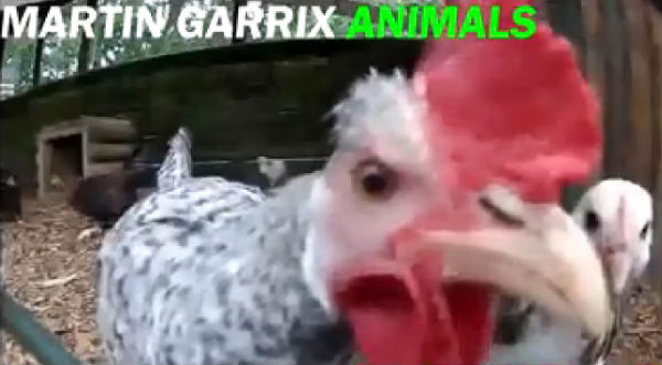 ¡Alucinante! Escucha a este gallo cantar ‘Animals’ de Martin Garrix - VIDEO