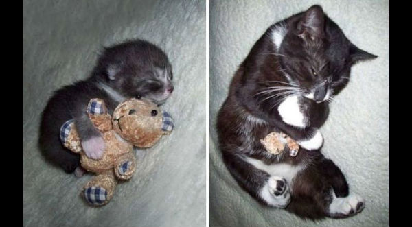 ¡Muy tierno! Mira el antes y después de estos animales con sus juguetes – FOTOS