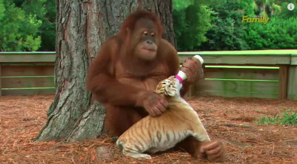 ¡Muy tierno! Cariñoso orangután cuida de pequeños tigres – VIDEO