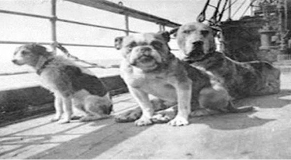 ¿Lo sabías? Esta es la historia de los supervivientes caninos del Titanic