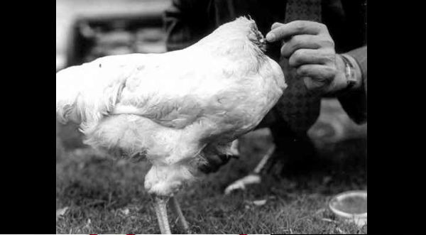 ¿Un pollo puede vivir 18 meses sin cabeza? Conoce esta increíble historia – VIDEO