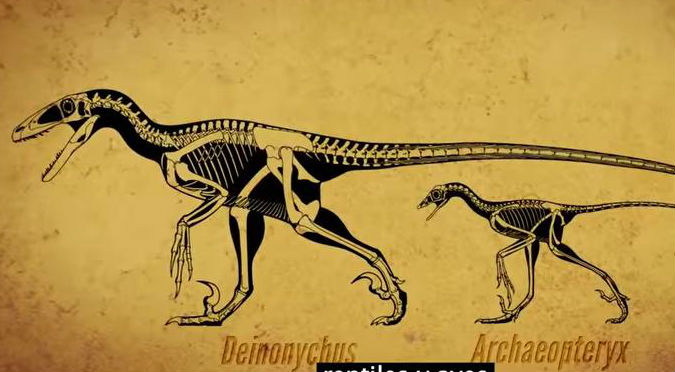 ¿Se extinguieron? Algunos dinosaurios viven más cerca de lo que crees... – VIDEO