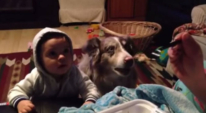 ¡Increíble! Mira cómo este perrito aprende a decir 'mamá' para que le den comida - VIDEO