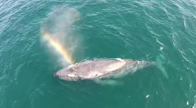 ¡Increíble! Mira el mágico momento en que una ballena hace su propio arcoíris - VIDEO