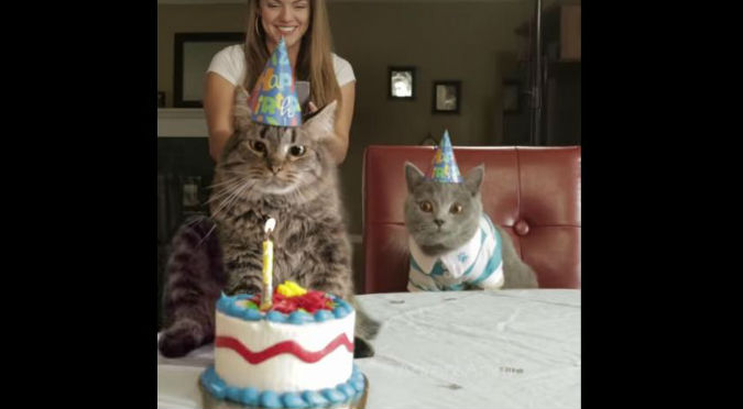 ¡Botó su torta! Este gato parece odiar mucho su cumpleaños – VIDEO