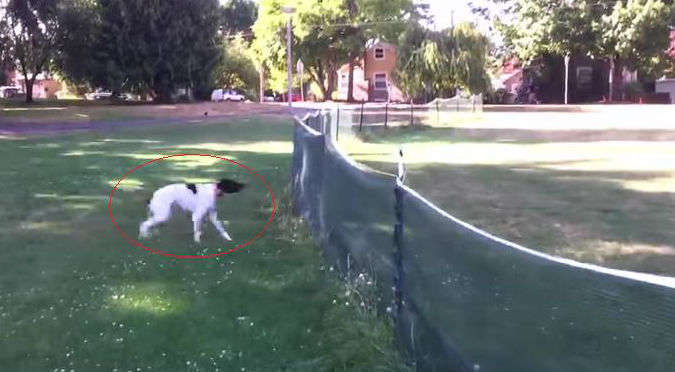 ¡Increíble! Mira a este perro hacer un ‘salto mortal’ – VIDEO