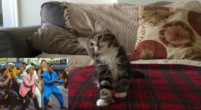Este gatito bailando ‘Uptown Funk’ es lo más tierno que verás – VIDEO