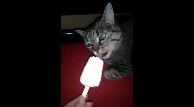 Este gato comía un helado hasta que… ¡cerebro congelado! – VIDEO