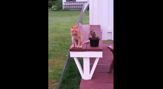 ¡WTF! Te va a sorprender cómo termina sentándose este gato – VIDEO