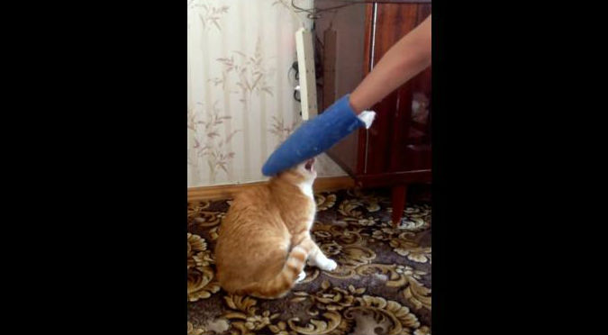 ¡Venganza! Esta es la razón por la que nunca debes molestar a un gato – VIDEO