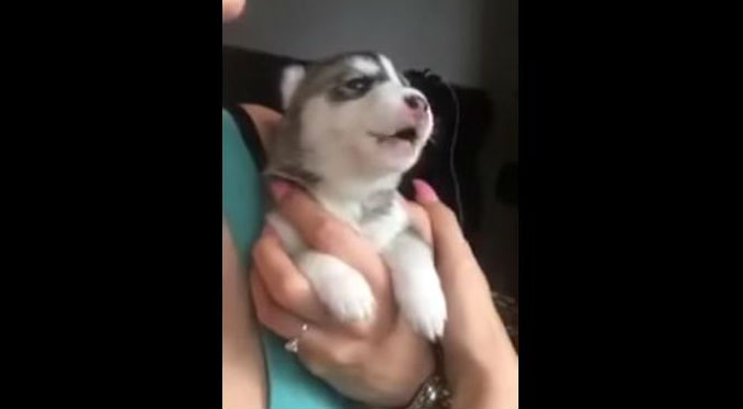 ¡Muy tierno! Este perrito intentando aullar te robará el corazón – VIDEO
