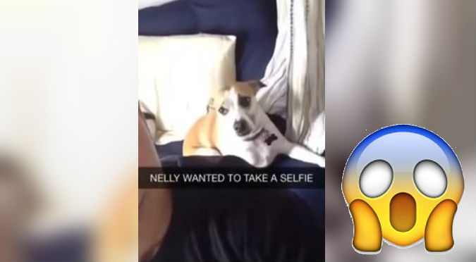 ¡WTF! No vas a creer cómo posa este perro para un ‘selfie’ – VIDEO