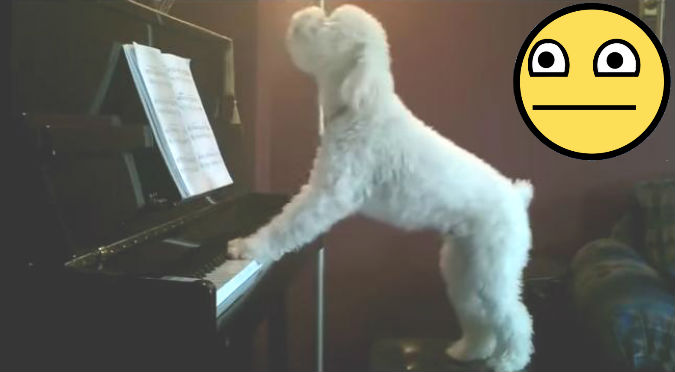 ¡WTF! Este perro canta y toca el piano mejor que muchos humanos – VIDEO