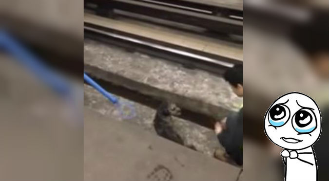 ¡Gran corazón! Conductor detuvo tren para rescatar a un perro – VIDEO