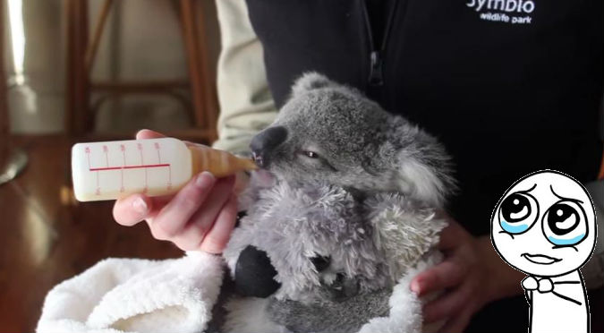 ¡Demasiada ternura! Conoce a Joey, el koala más tierno del mundo – VIDEO