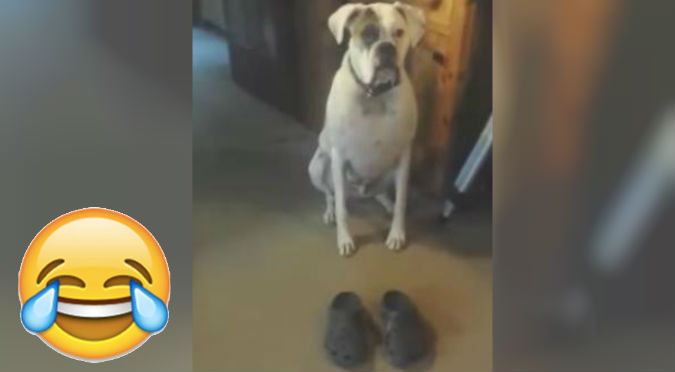 ¡Muy divertido! A este perro parece que le encanta caminar con ‘crocs’ – VIDEO