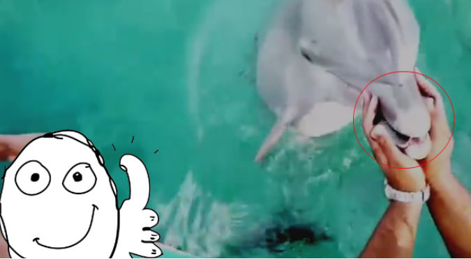 ¡Buena gente! Delfín rescata y devuelve celular que cayó al mar – VIDEO
