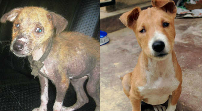 El antes y después de 8 perros rescatados de la calle