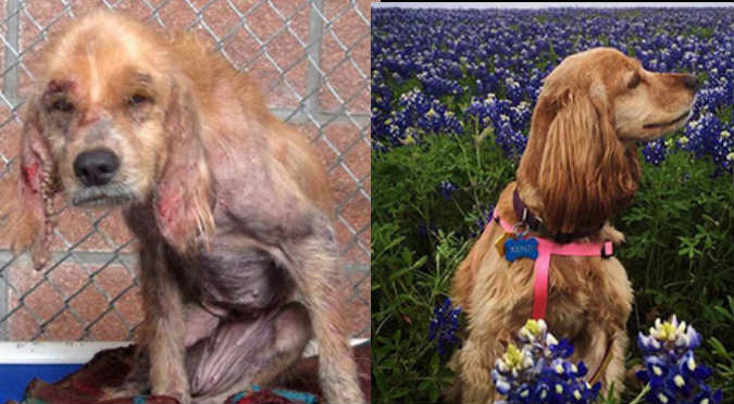El antes y después de 8 perros rescatados de la calle