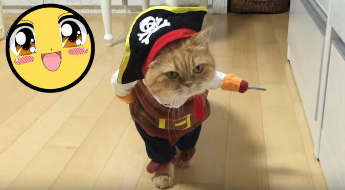 ¡AWWW! El video de este gatito vestido de pirata te derretirá de ternura