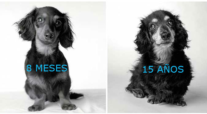 ¿Cómo envejecen los perros? Te conmoverán estos retratos de ‘antes y después’ – FOTOS