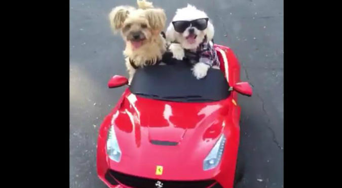 ¡Ni nosotros! Dos perros pasean en su propio Ferrari – VIDEO