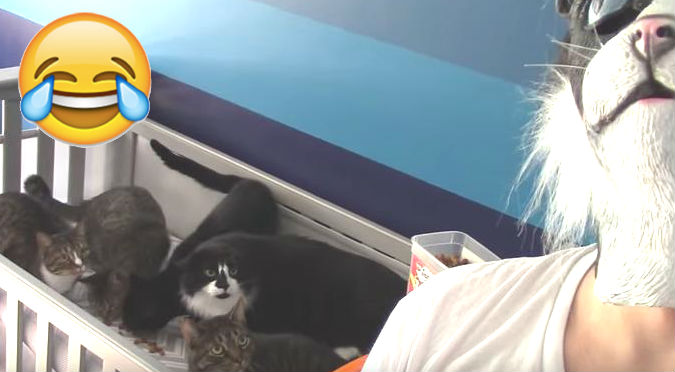 YouTube: ¡JAJAJA! Mira cómo se asustaron estos gatos al ver la máscara de su dueño