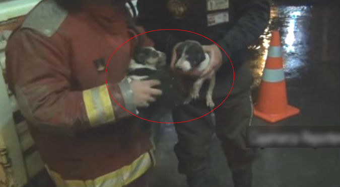 YouTube: ¡Héroes! Mira el valeroso rescate de unos perritos que casi mueren ahogados