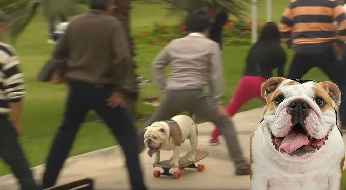 YouTube: ¡Orgullo! Bulldog peruano que hace skate ingresó al Record Guinness
