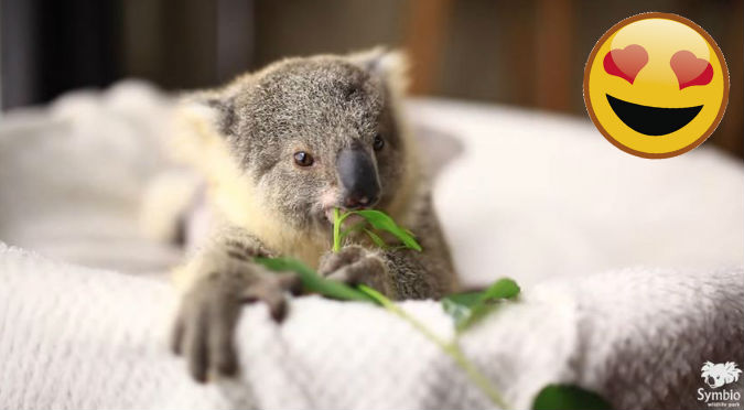 YouTube: Conoce a Joey, el pequeño koala que te derretirá el corazón de ternura