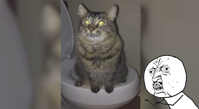 YouTube: Este gato en el baño es lo más ¡WTF! que verás hoy