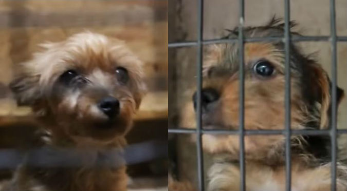 YouTube: Este video te enseñará por qué debes adoptar un perro y no comprarlo